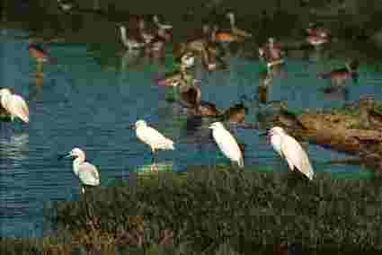 aves marinas pantanos villa 3
