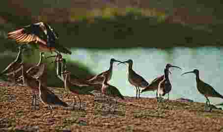 aves marinas pantanos villa 4