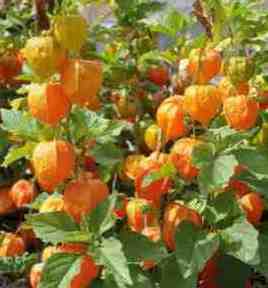 aguaymanto planta