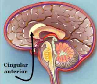 corteza cingular anterior