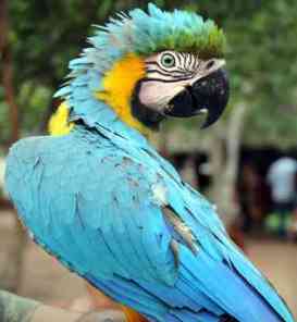 guacamayo celeste amarillo