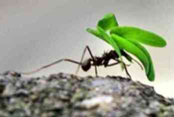 hormiga hoja