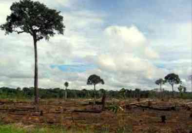 selva deforestada