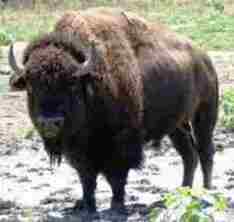 bisonte