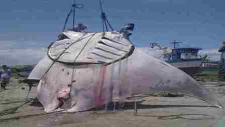 mantarraya Tumbes