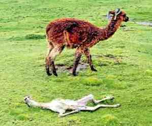 alpaca muerta frio