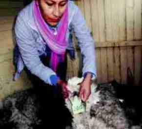 piel alpaca muerta 0015