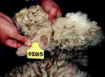 piel alpaca muerta 02015