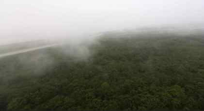 bosque Sierra del Divisor