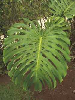 aracea costilla de adan