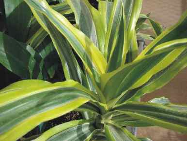 aspargacea clorophytum