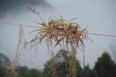 bromelacea aerea