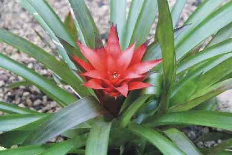 bromelia guzmania optima