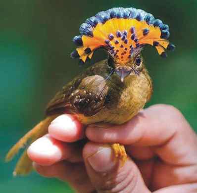 Amazonian Royal Flycatcher