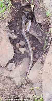 tarantula come serpiente 2
