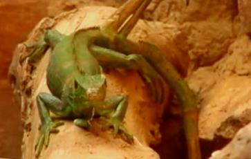 iguana Chaparri