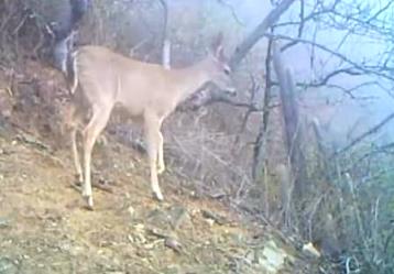 venado Chaparri