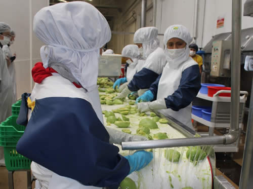 agroexportacion palta