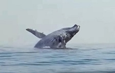 ballena salta