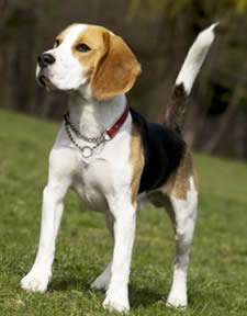 perro beagle