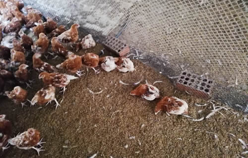 aves muertas junto a aves vivas
