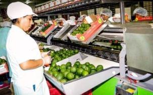 Palta embalando