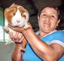 cuy grande
