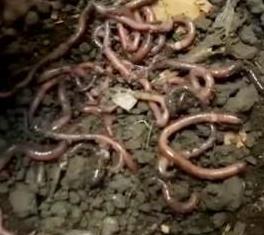 lombrices de tierra