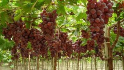 uvas vinedo