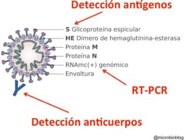 prueba coronavirus grafico