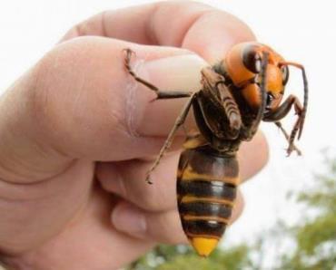 avispon gigante asiatico