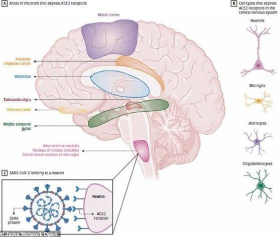 coronavirus neurona ACE