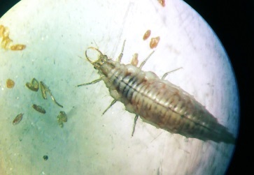 parasito maiz
