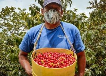 Cajamarca Productor