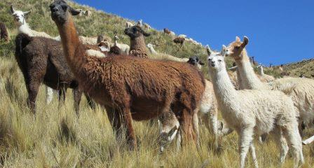 lamas