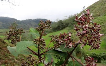 quina inflorescencia