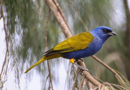Thraupis cyanocephala Parque Nacional El Avila Caracas Venezuela Fernando Flores CC BY SA