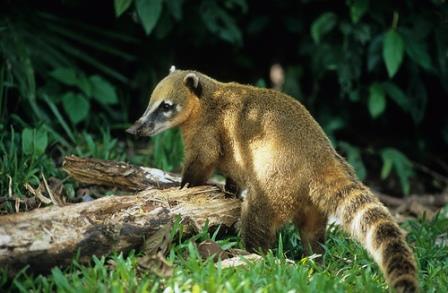 coati cola amarilla2 UNMSM