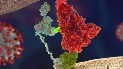 pua coronavirus covid 19 receptor ACE2 U Helsinki