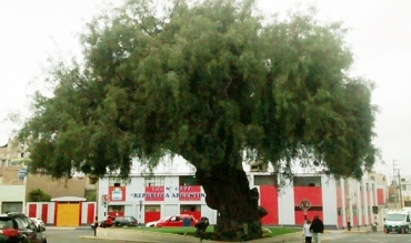 schinus molle 106 anos Tacna Serfor