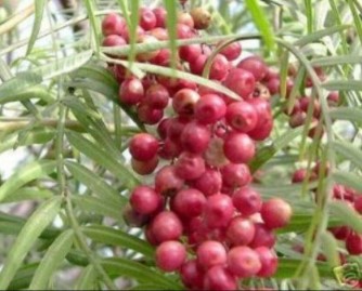 schinus molle fruto Jardin Botanico UNMSM
