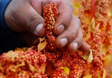 Quinua panoja roja
