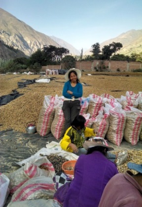 maca prensa recoleccion