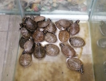 taricayas