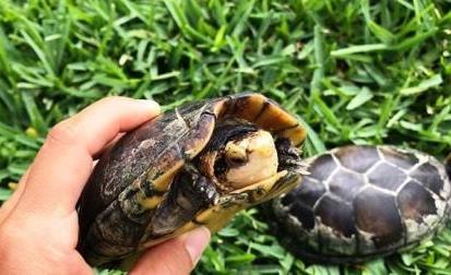 tortugas bisagra Piura