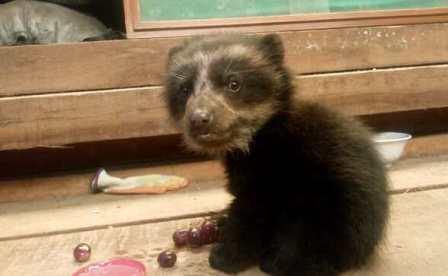 3er oso Puno SERFOR