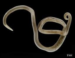 Ascaris lumbricoides ecured cu