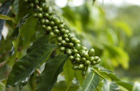 cafe verde rama adex