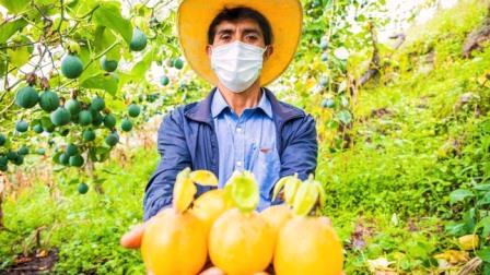 granadilla cosecha