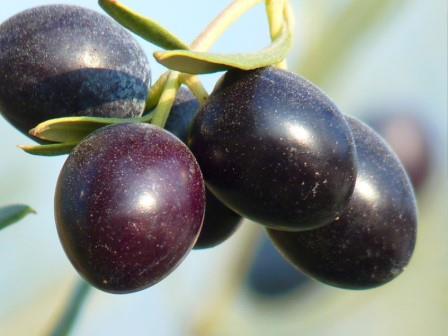 Aceitunas rama ADEX